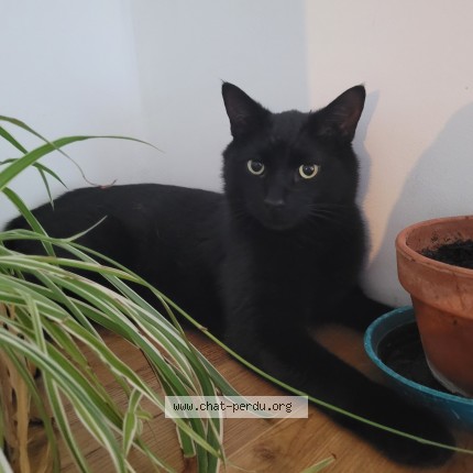 Photo 1/1 ULYSS Chat perdu à Chabeuil