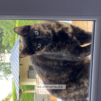Photo de chat perdu à Vignonet