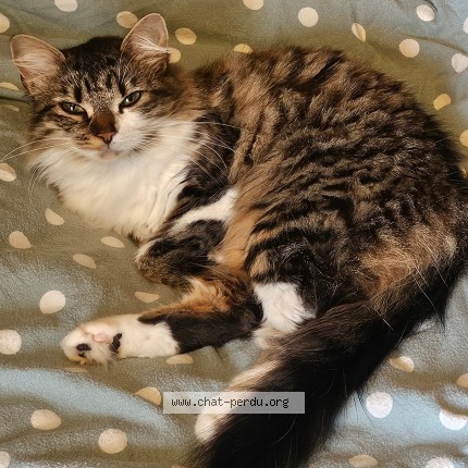 Photo de chat perdu à Maule