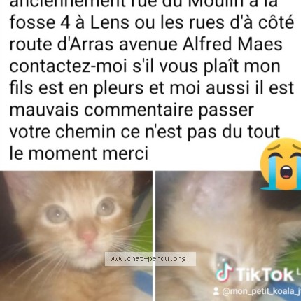 Photo 1/2 Bébé Chat perdu à Lens