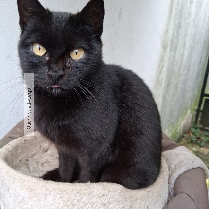 Photo 1/1 fidji Chat perdu à Aulnay Sous Bois