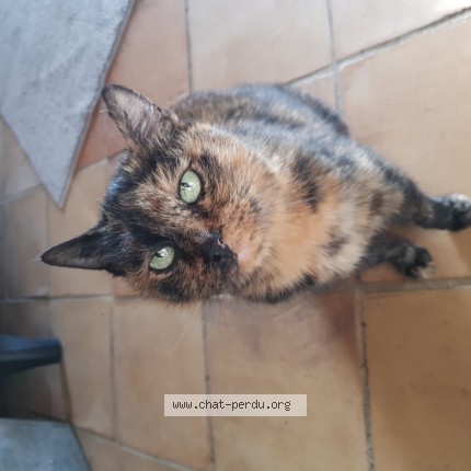 Photo 1/1 MICHETTE Chat perdu à Noyant D Allier