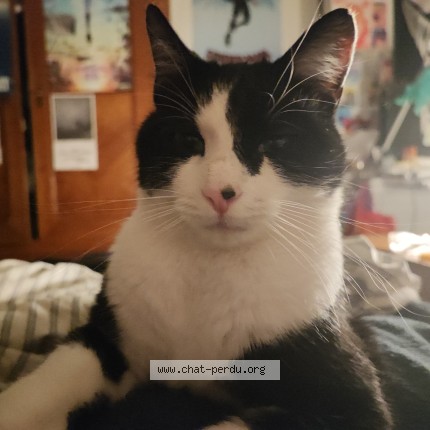 Photo 1/1 Napoléon Chat perdu à Mulhouse