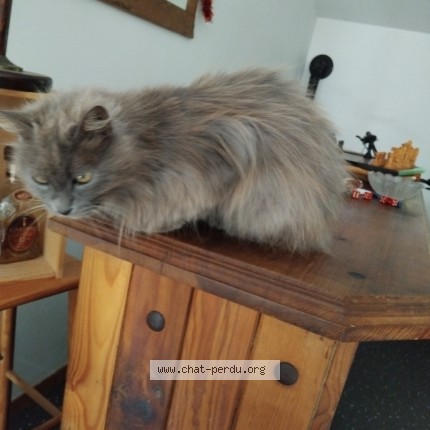 Photo 2/2 Chat trouvé Trouvé à Villers Saint Paul