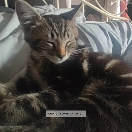 Photo de chat perdu à Fresnes Sur Escaut