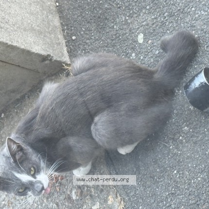 Photo 1/1 Chat trouvé Trouvé à Vitry Sur Seine