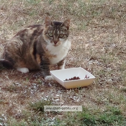 Photo de chat trouvé à Peyrehorade