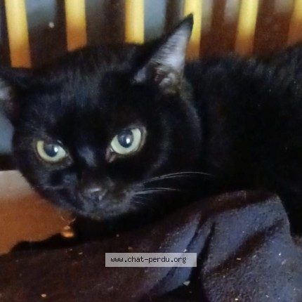 Photo 1/1 Chat trouvé Trouvé à Drancy