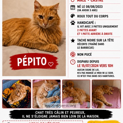Photo de chat perdu à Beziers