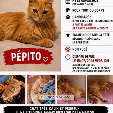 Photo 1/1 Pepito Chat perdu à Beziers
