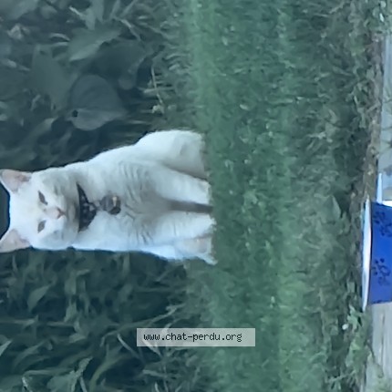 Photo 1/1 Chat trouvé Trouvé à Quebec