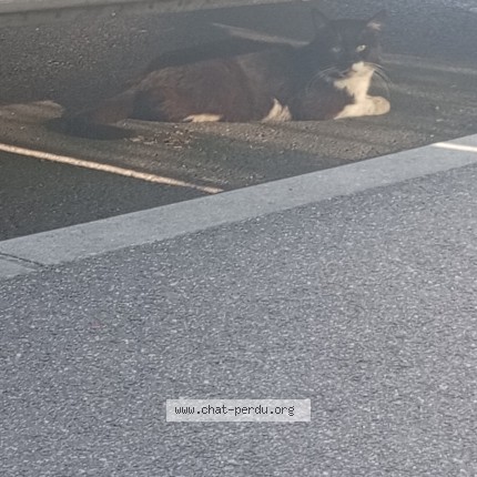 Photo 1/1 Chat trouvé Trouvé à La Ville Du Bois