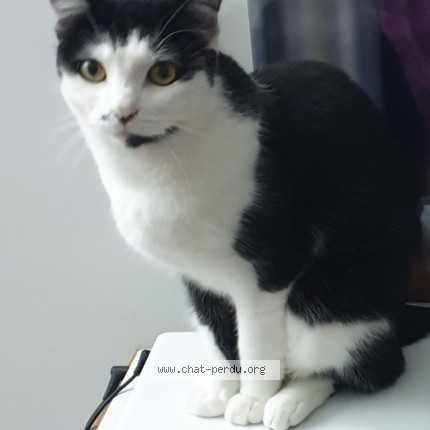 Photo de chat perdu à Stutzheim Offenheim