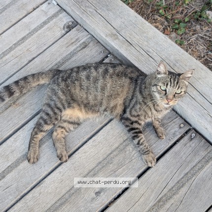 Photo 1/3 Chat trouvé Trouvé à Montreuil