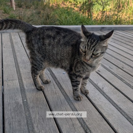 Photo 2/3 Chat trouvé Trouvé à Montreuil