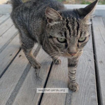 Photo 3/3 Chat trouvé Trouvé à Montreuil