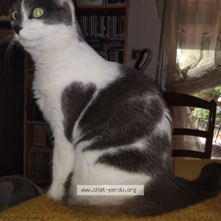 Photo de chat perdu à Neffies