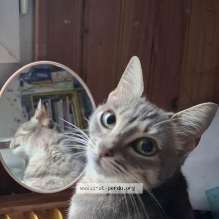 Photo de chat perdu à Rambouillet