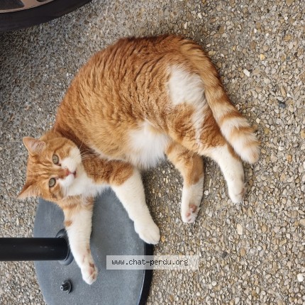 Photo 1/1 caramel Chat perdu à Garges Les Gonesse