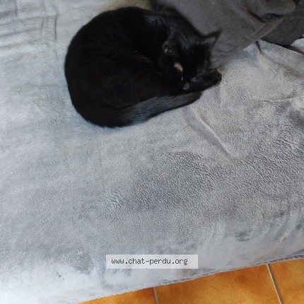 Photo 1/1 kiko Chat perdu à Guern