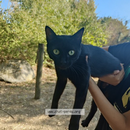 Photo 1/1 Chat trouvé Trouvé à Bergerac