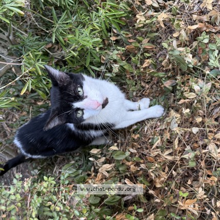 Photo 1/1 Chat trouvé Trouvé à Le Plessis Robinson