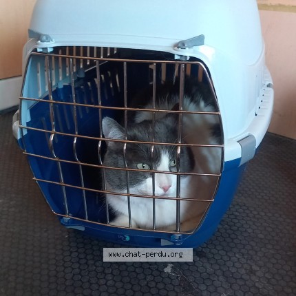 Photo 1/2 Chat trouvé Trouvé à Saint Nazaire