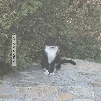 Photo 1/1 Chat trouvé Trouvé à Aulnay Sous Bois