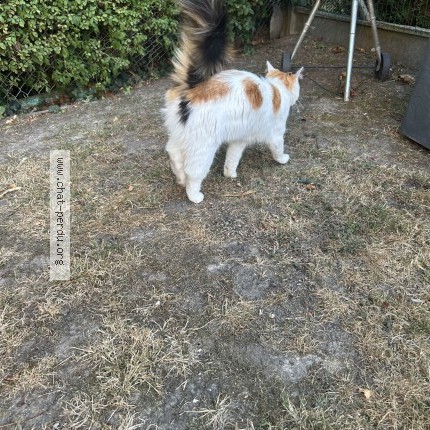 Photo de chat trouvé à Bonsecours