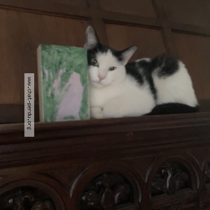 Photo 2/3 Pipo Chat perdu à Bruxelles Molenbeek