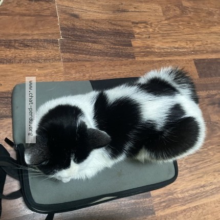 Photo 3/3 Pipo Chat perdu à Bruxelles Molenbeek