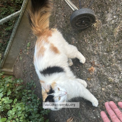 Photo 1/1 Chat trouvé Trouvé à Bonsecours