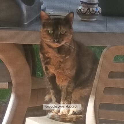 Photo 1/1 Perle Chat perdu à Bordeaux
