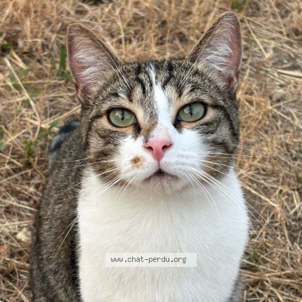 Photo de chat perdu à Les Mureaux