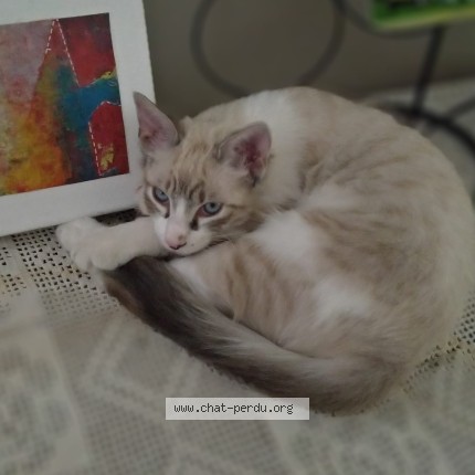 Photo de chat perdu à Vinca