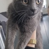 Muki