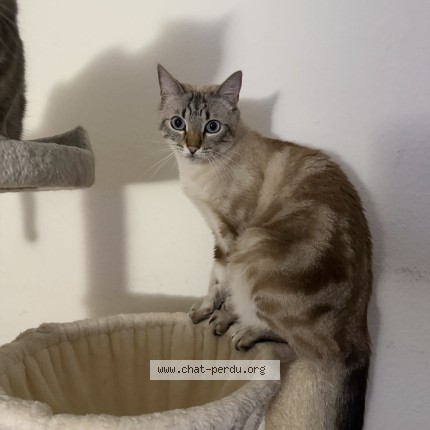 Photo 1/1 Hades Chat perdu à Chene Bourg