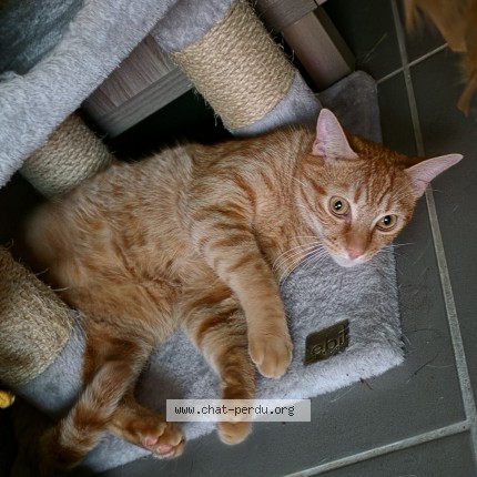Photo 1/1 Roucky Chat perdu à Mont Notre Dame