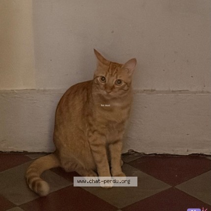 Photo 1/1 Roger Chat perdu à Lyon