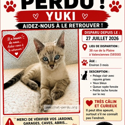 Photo 1/1 yuki Chat perdu à Valenciennes