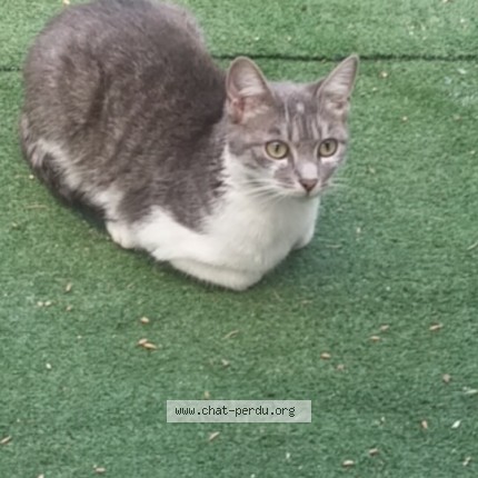 Photo 1/1 Pearl Chat perdu à Champigny Sur Marne
