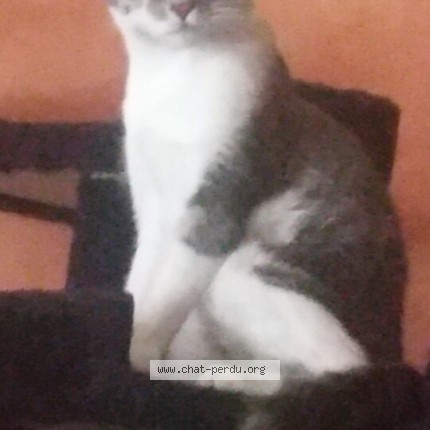 Photo 2/2 Chat retrouvé Perdu à Champigny Sur Marne
