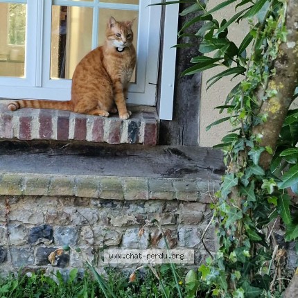 Photo 2/3 mowgli Chat perdu à La Noe Poulain