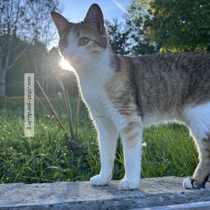 Photo 1/2 Canella Chat perdu à Bourgoin Jallieu