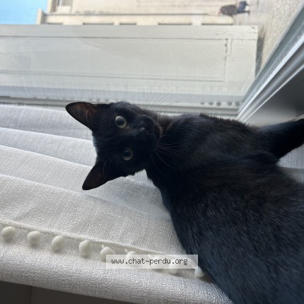 Photo 1/1 krokmoue Chat perdu à Azay Sur Cher