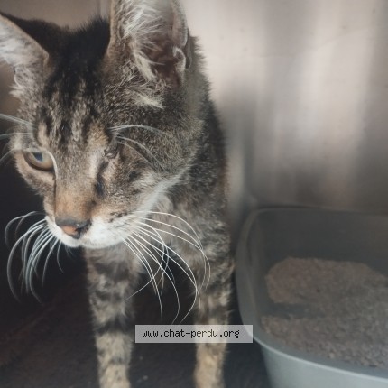 Photo 1/1 Chat trouvé Trouvé à Angoulins