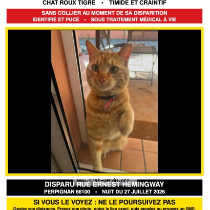 Photo 1/1 Ulysse Chat perdu à Perpignan