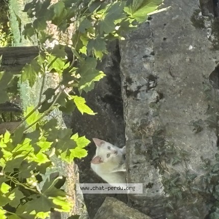 Photo 1/1 Chat trouvé Trouvé à Ger