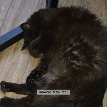 Photo de chat perdu à Bagnols Sur Ceze