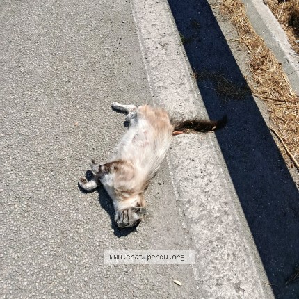 Photo de chat trouvé à La Roche Sur Yon